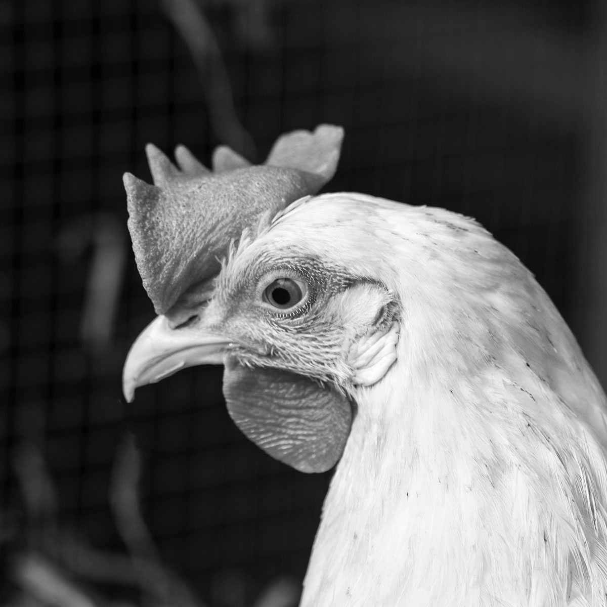 Henerys Targaryhen - Leighton Buzzard Chickens