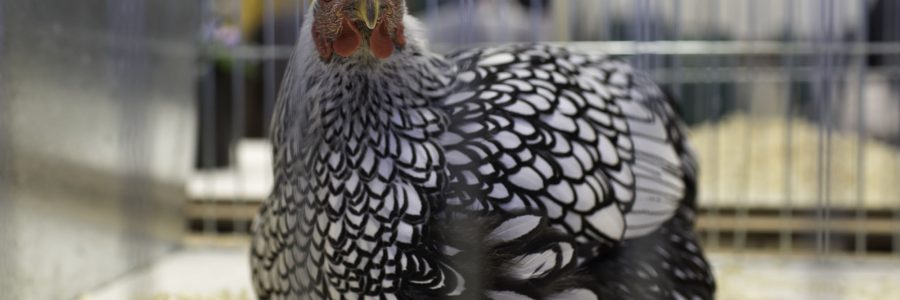 2017 High Wycombe & District Poultry Society Open Show