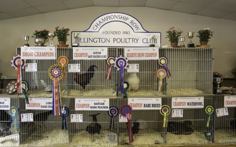 2017 Billington Poultry Club Autumn Show